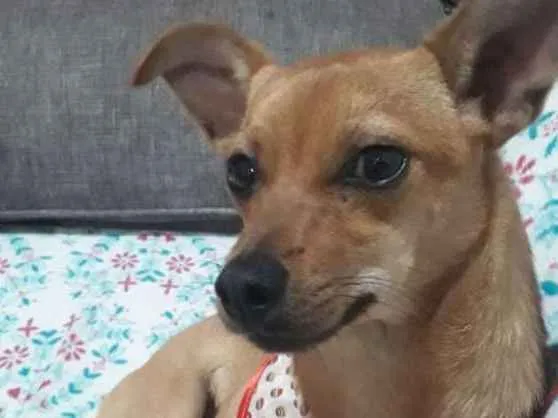 Cachorro ra a Pintcher  idade 7 a 11 meses nome Raquel