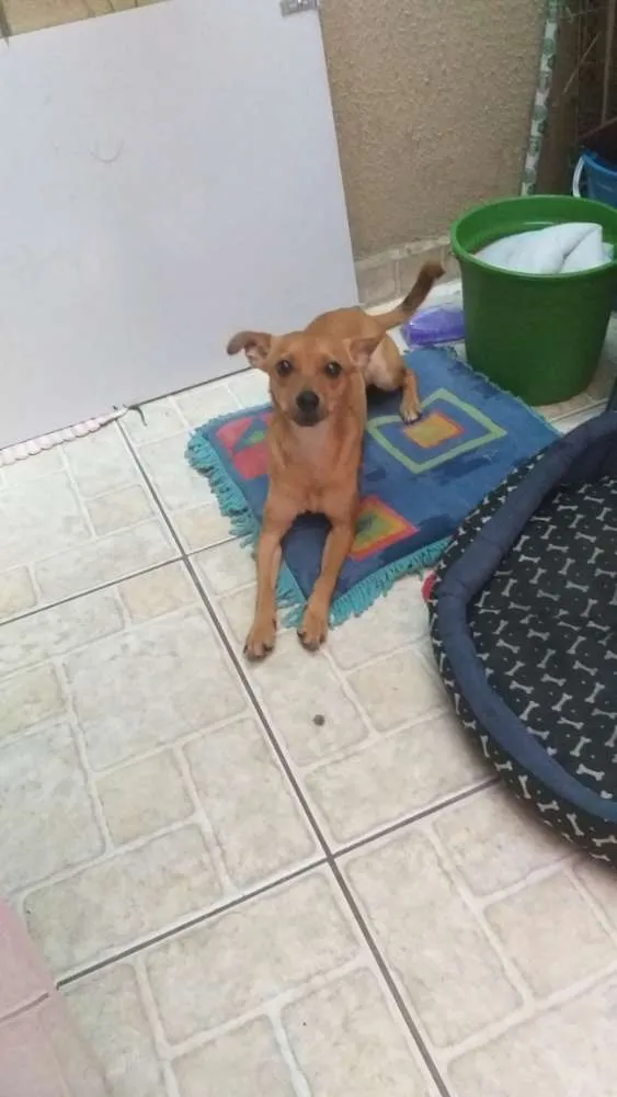 Cachorro ra a Pintcher  idade 7 a 11 meses nome Raquel