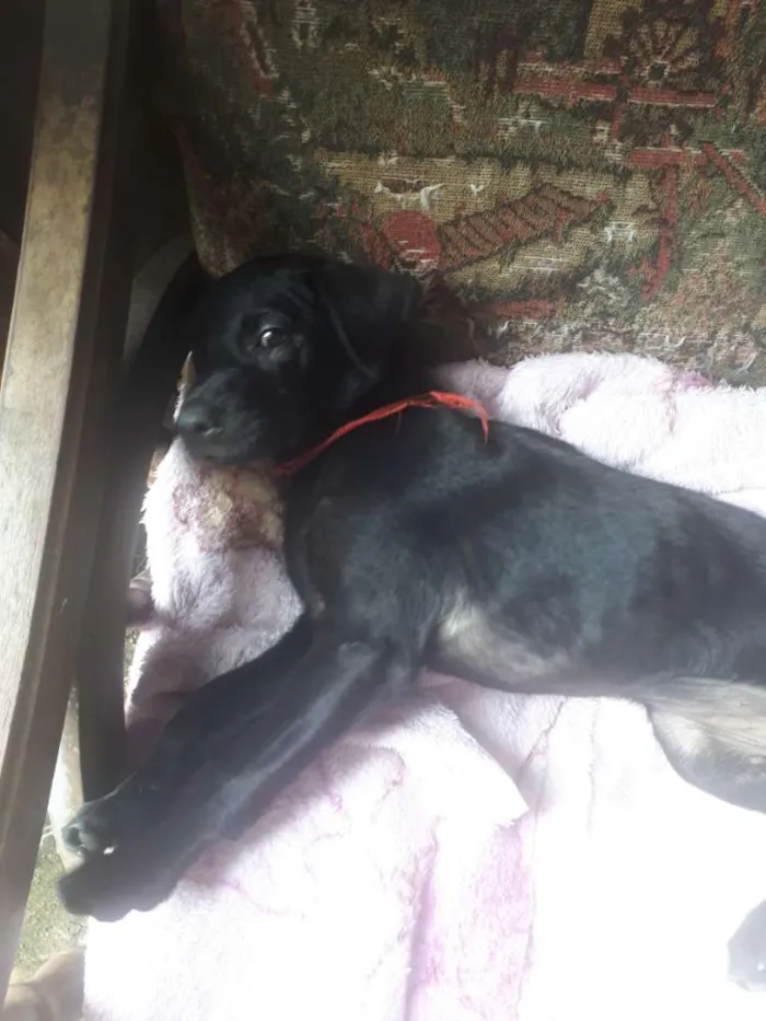 Cachorro ra a indefinida idade Abaixo de 2 meses nome Tati