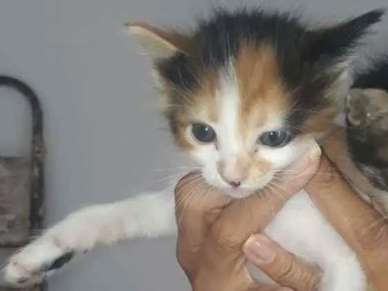 Gato ra a Sem raça definida idade Abaixo de 2 meses nome Princesa