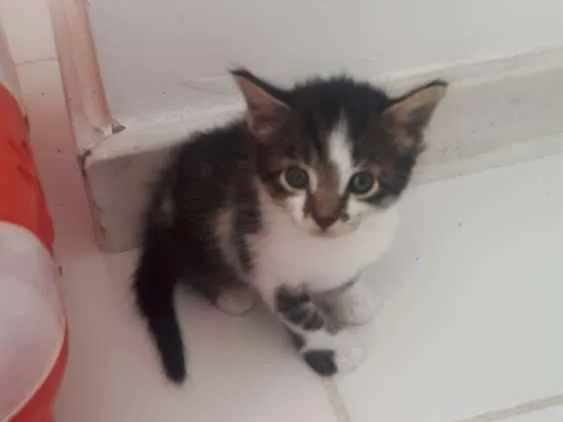 Gato ra a Sem raça definida  idade Abaixo de 2 meses nome Bolinha