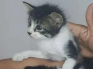 Gato raça Sem raça definida  idade Abaixo de 2 meses nome Lulu