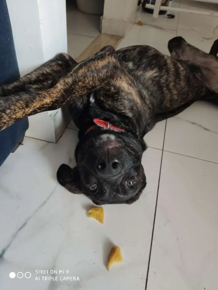 Cachorro ra a Srd idade 7 a 11 meses nome Dei o nome de cervej