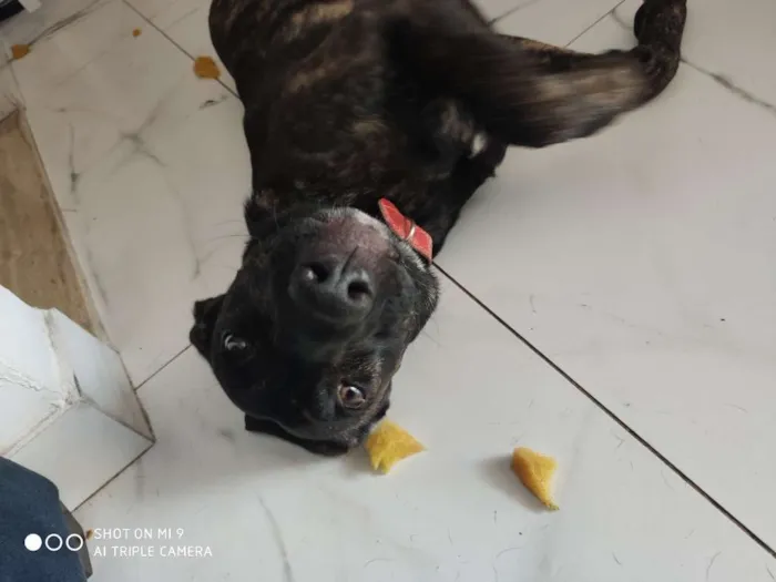 Cachorro ra a Srd idade 7 a 11 meses nome Dei o nome de cervej