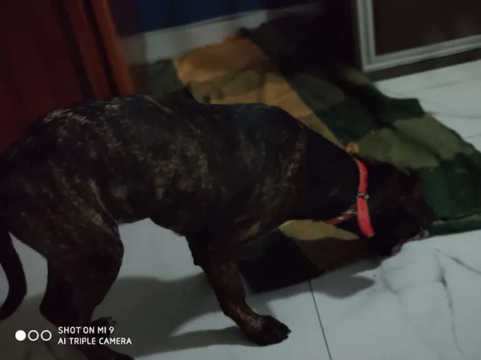 Cachorro ra a Srd idade 7 a 11 meses nome Dei o nome de cervej