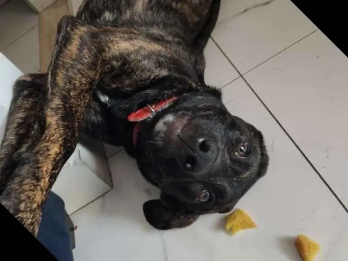 Cachorro ra a Srd idade 7 a 11 meses nome Dei o nome de cervej