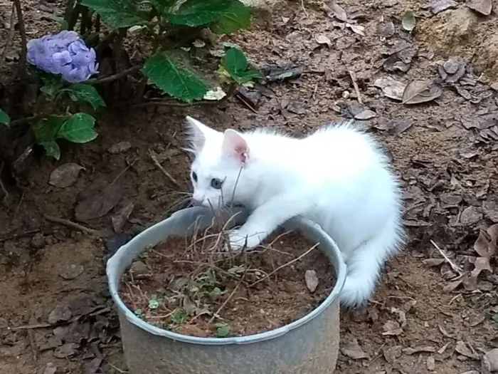 Gato raça Indefinido idade 2 a 6 meses nome S/ nome