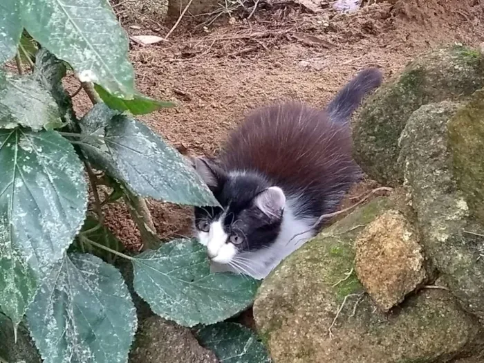 Gato raça Indefinido idade 2 a 6 meses nome S/ nome