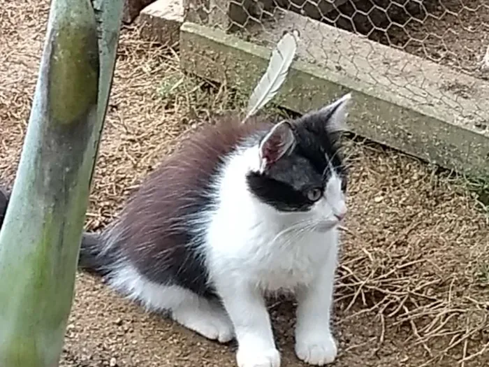 Gato raça Indefinido idade 2 a 6 meses nome S/ nome