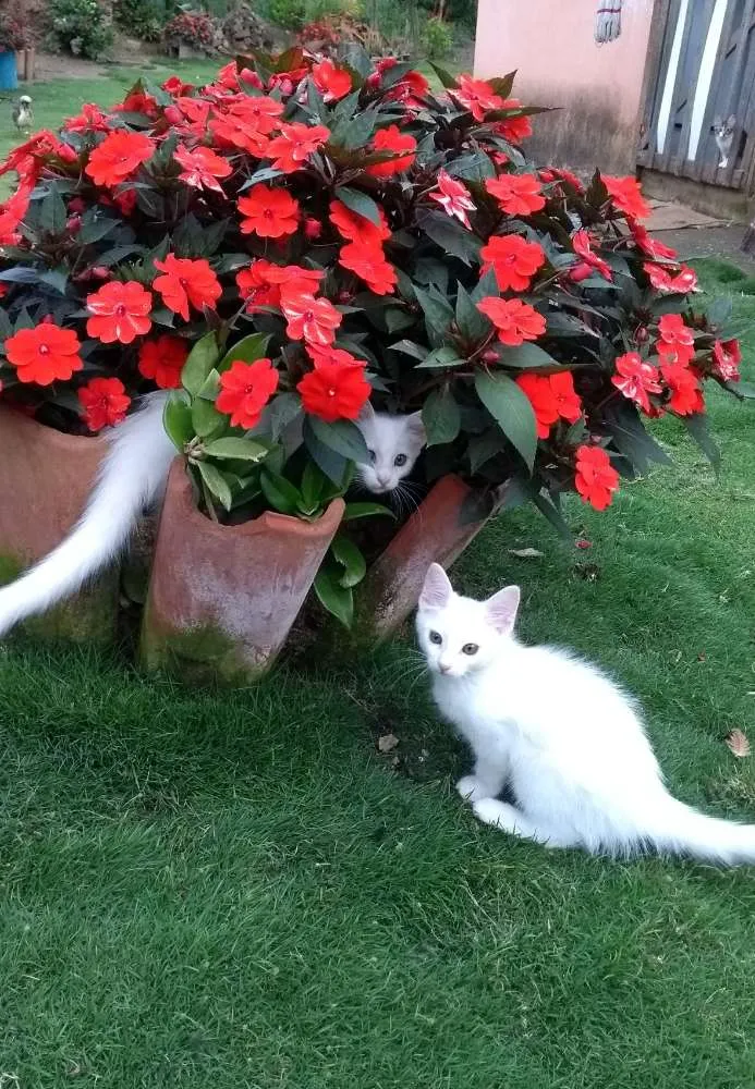 Gato raça Indefinido idade 2 a 6 meses nome S/ nome