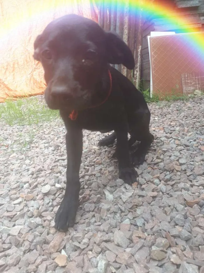 Cachorro ra a indefinida idade Abaixo de 2 meses nome Tati