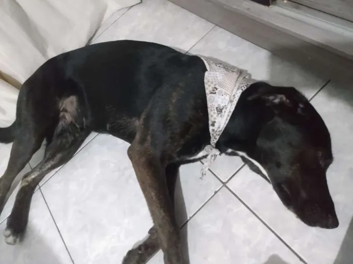 Cachorro ra a LABRADORA (MIX) idade 1 ano nome Itaipava