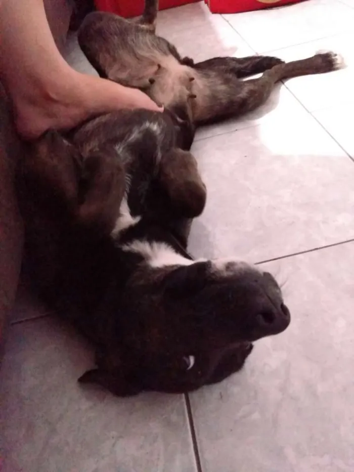 Cachorro ra a LABRADORA (MIX) idade 1 ano nome Itaipava