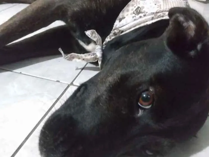 Cachorro ra a LABRADORA (MIX) idade 1 ano nome Itaipava