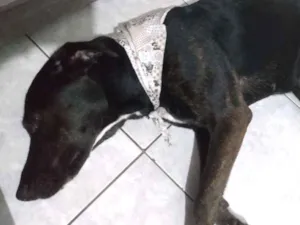 Cachorro raça LABRADORA (MIX) idade 1 ano nome Itaipava