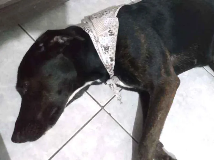 Cachorro ra a LABRADORA (MIX) idade 1 ano nome Itaipava