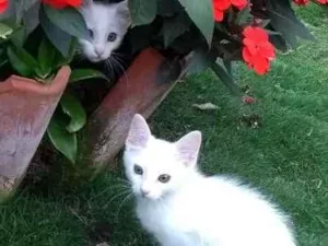 Gato raça Indefinido idade 2 a 6 meses nome S/ nome