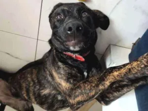 Cachorro raça Srd idade 7 a 11 meses nome Dei o nome de cervej