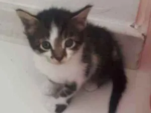 Gato raça Sem raça definida  idade Abaixo de 2 meses nome Bolinha