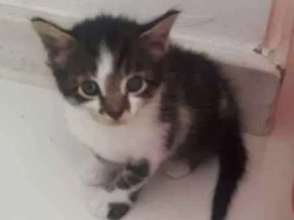 Gato ra a Sem raça definida  idade Abaixo de 2 meses nome Bolinha