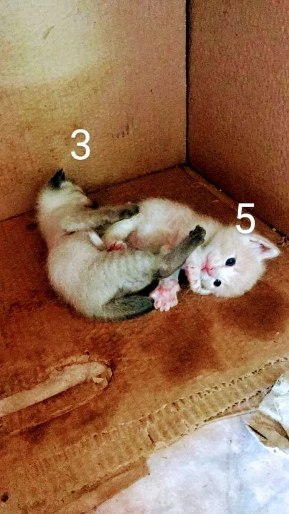 Gato raça Viralata idade Abaixo de 2 meses nome Sem nome