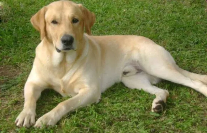 Cachorro raça Labrador idade 7 a 11 meses nome Marley
