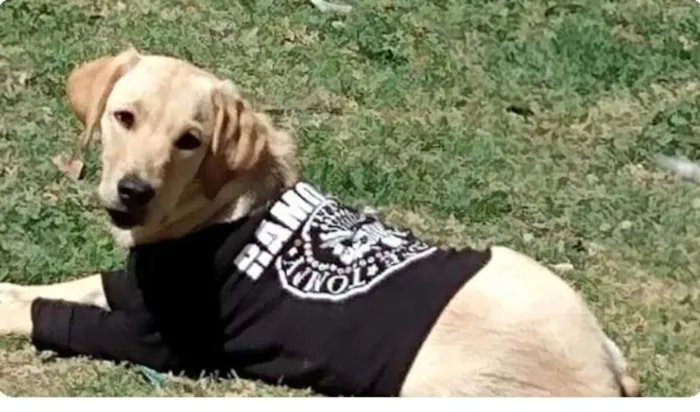Cachorro raça Labrador idade 7 a 11 meses nome Marley