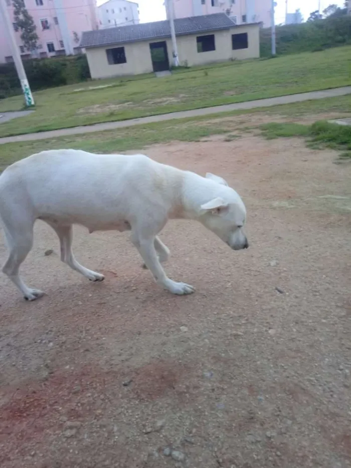 Cachorro ra a Misturada  idade  nome Loura 