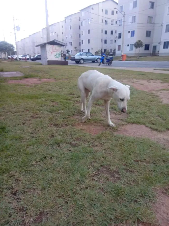 Cachorro ra a Misturada  idade  nome Loura 