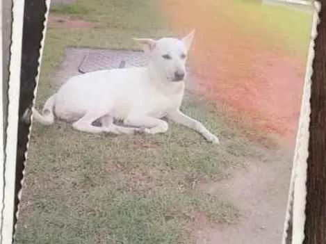 Cachorro ra a Misturada  idade  nome Loura 