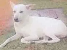 Cachorro ra a Misturada  idade  nome Loura 