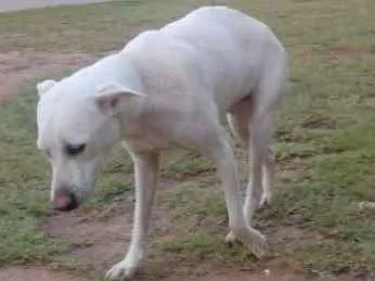 Cachorro ra a Misturada  idade  nome Loura 