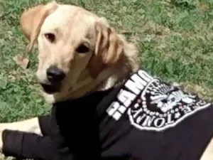 Cachorro raça Labrador idade 7 a 11 meses nome Marley