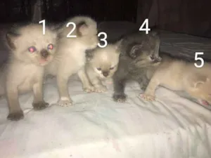 Gato raça Viralata idade Abaixo de 2 meses nome Sem nome