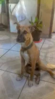 Sofia