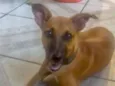 Sofia