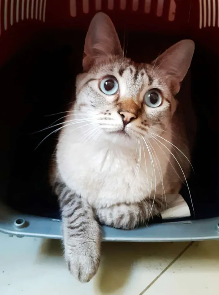 Gato ra a Srd idade 1 ano nome Juliete