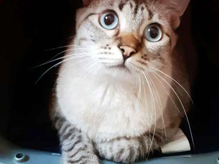 Gato ra a Srd idade 1 ano nome Juliete