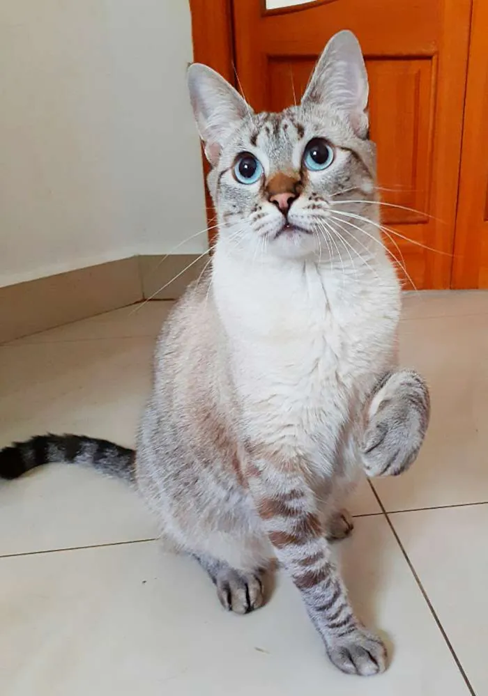 Gato ra a Srd idade 1 ano nome Juliete