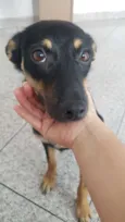 Neguinha
