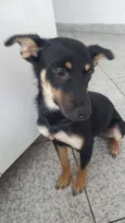 Neguinha