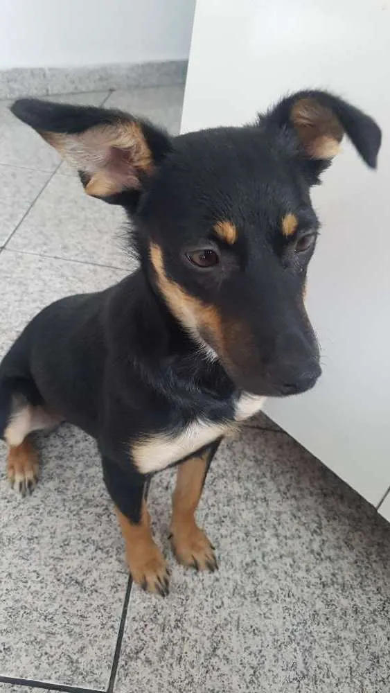 Cachorro ra a Srd  idade 1 ano nome Neguinha 