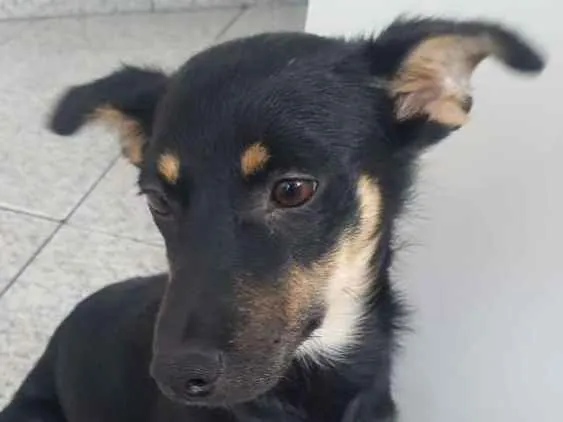 Cachorro ra a Srd  idade 1 ano nome Neguinha 