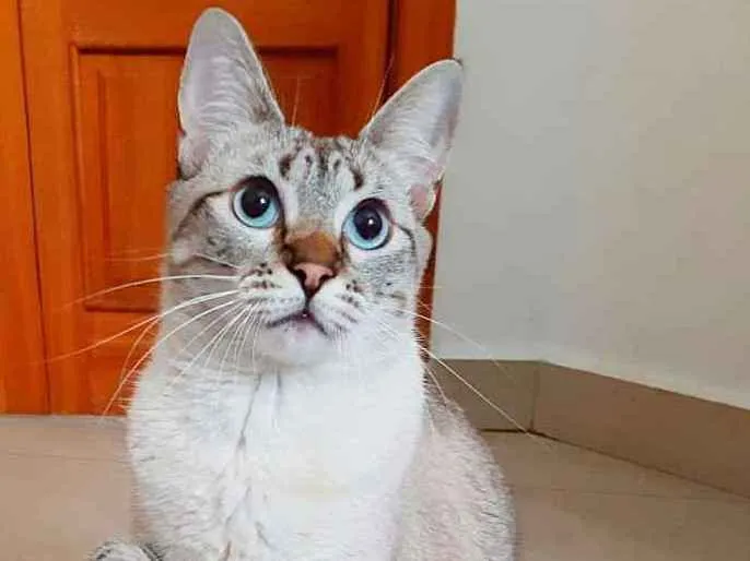 Gato ra a Srd idade 1 ano nome Juliete