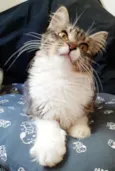 Isabelli