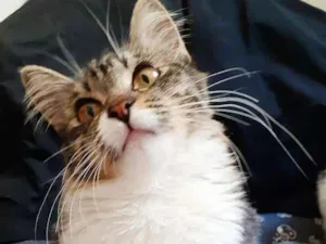 Gato raça Srd idade 2 a 6 meses nome Isabelli