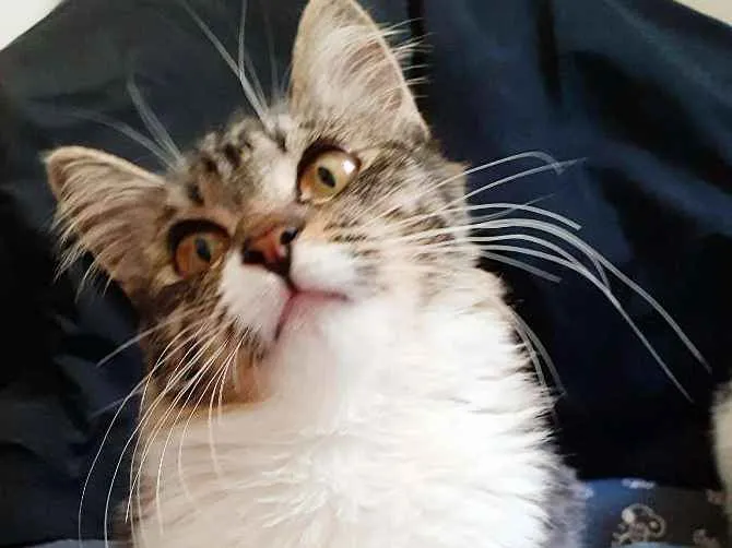Gato ra a Srd idade 2 a 6 meses nome Isabelli