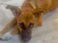 Cachorro raça SRD idade 2 a 6 meses nome Sofia
