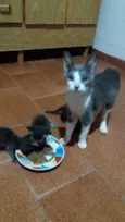 Gatinhos