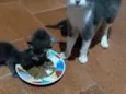 Gatinhos